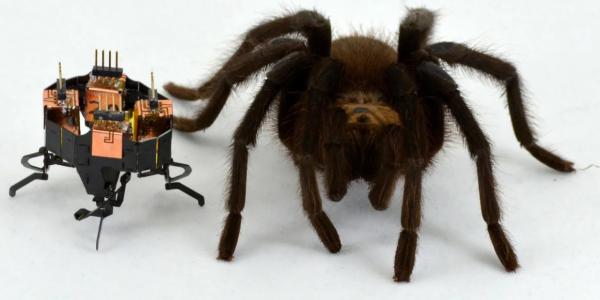 A robot posed next to a spider