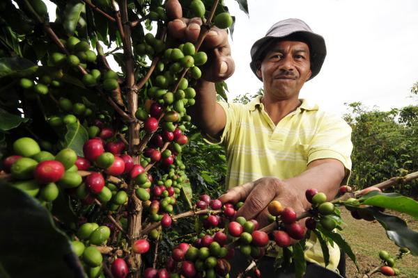 Man picking coffee beans off trees