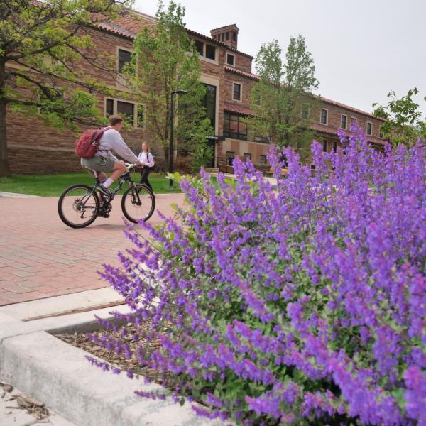 A student on a bike riding on campus with spring blooms