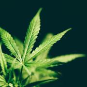 a cannabis leaf