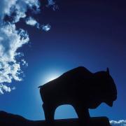Silhouette of a buffalo sculpture