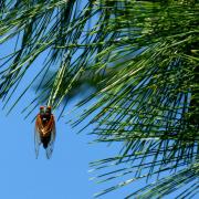 A cicada on a tree